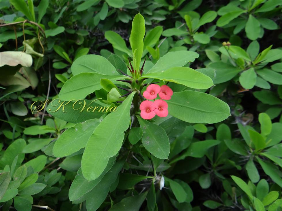  Vegetative and Flowering shoots